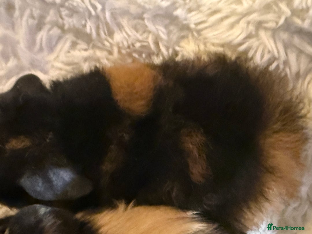 Guinea Pig rodents for sale: Baby Guinea pigs  - Advert 16