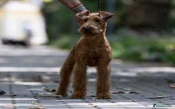 Irish Terrier dogs for sale: Beautiful Champion Lines KC Irish Terrier Puppies - Image 20