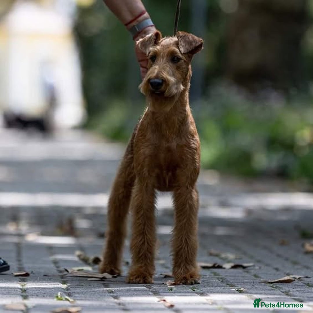 Irish Terrier dogs for sale: Beautiful Champion Lines KC Irish Terrier Puppies - Image 20