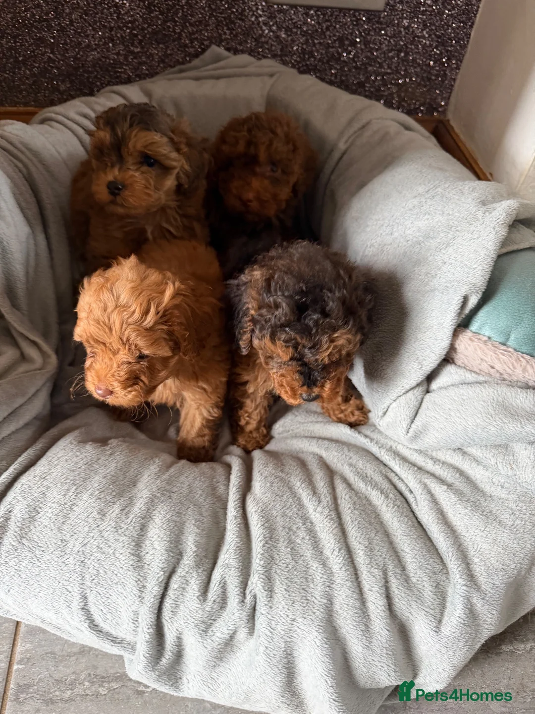 Cockapoo dogs for sale: F1B Cockapoo Puppies - Advert 1
