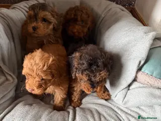 Cockapoo dogs F1B Cockapoo Puppies - Advert 2