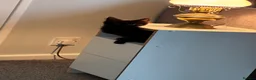 British Longhair cats for sale: Kittens 2 left mother is Maine coon  - Advert 12