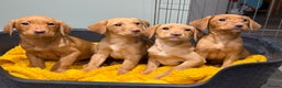 Labrador Retriever dogs for sale: Stunning litter of Fox Red & Yellow Labrador pups - Advert 4
