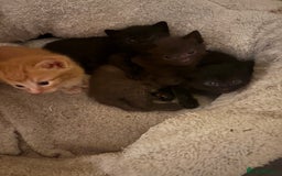 Domestic Shorthair cats for sale: Beautiful kittens looking for their forever home - Image 1