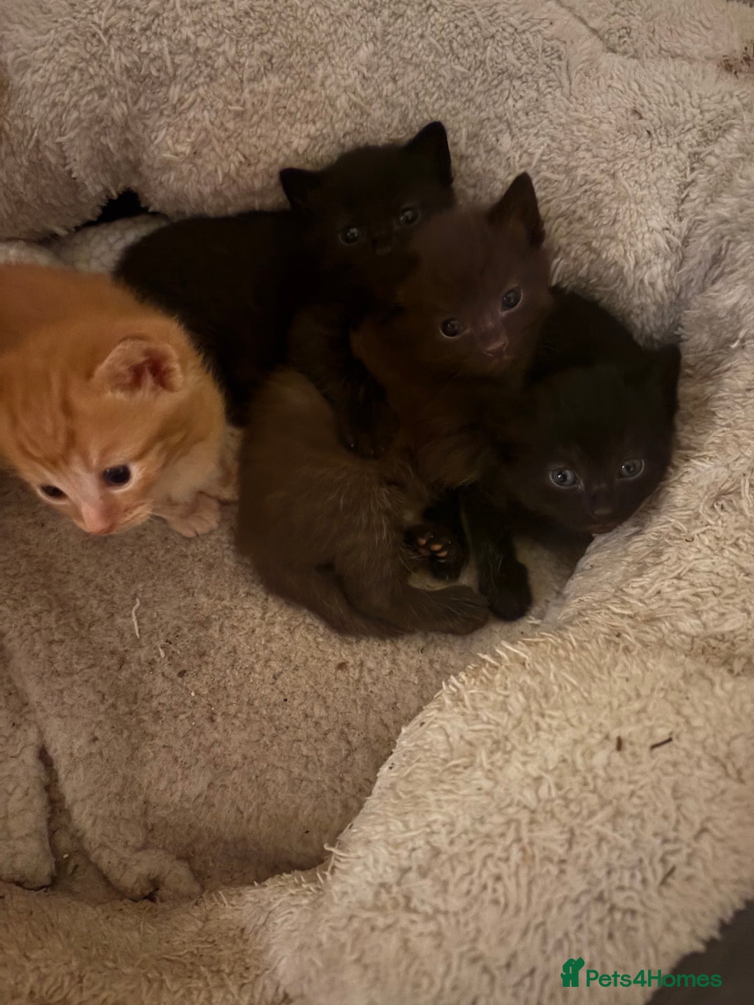 Domestic Shorthair cats for sale: Beautiful kittens looking for their forever home - Image 1