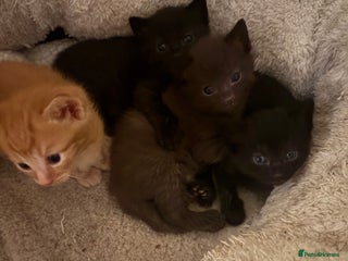 Domestic Shorthair cats - Advert 11