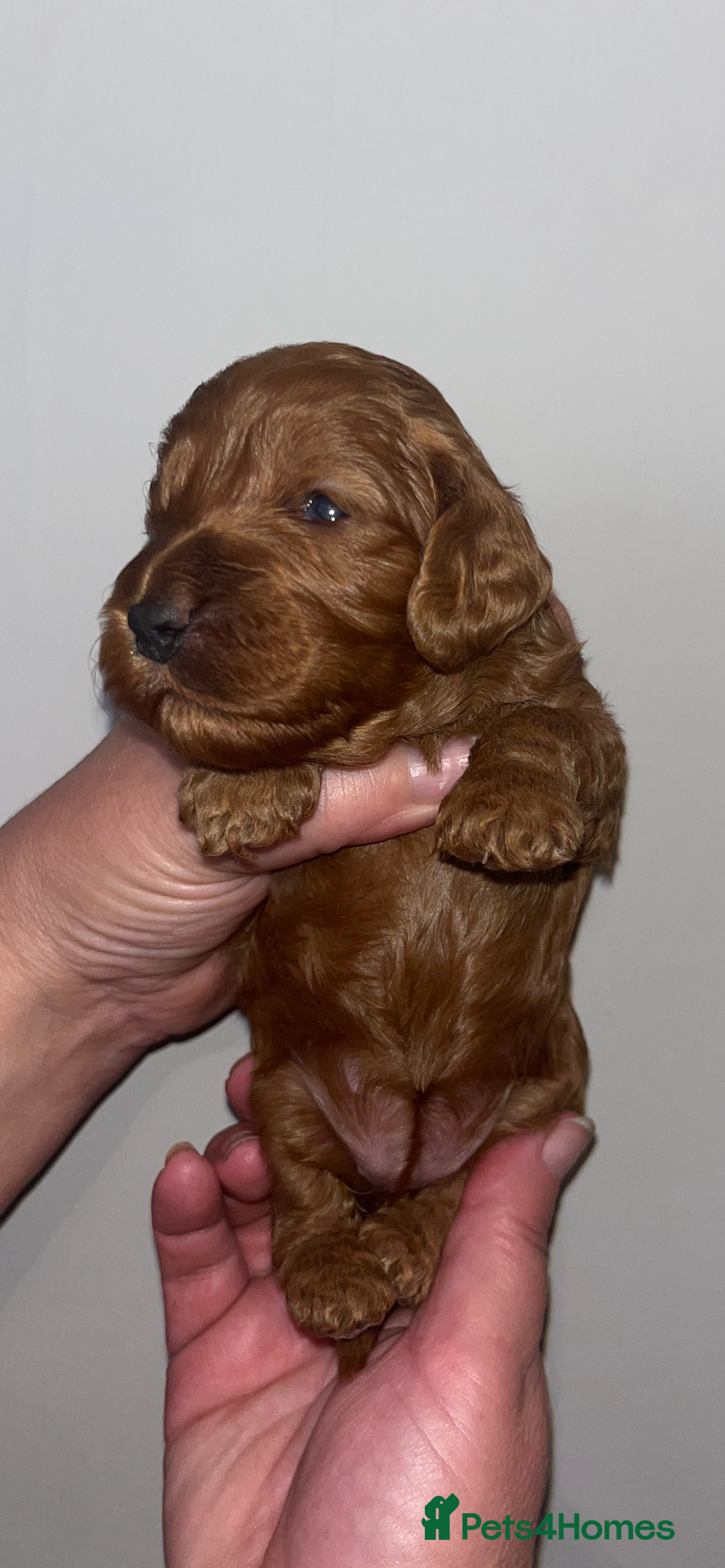 Cockapoo dogs for sale: RED COCKAPOO’s (toy size from show spaniel lines ) - Advert 9