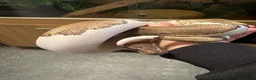 Python Snake reptiles for sale: Mojave Pied and Enclosure in Waterlooville - Advert 2