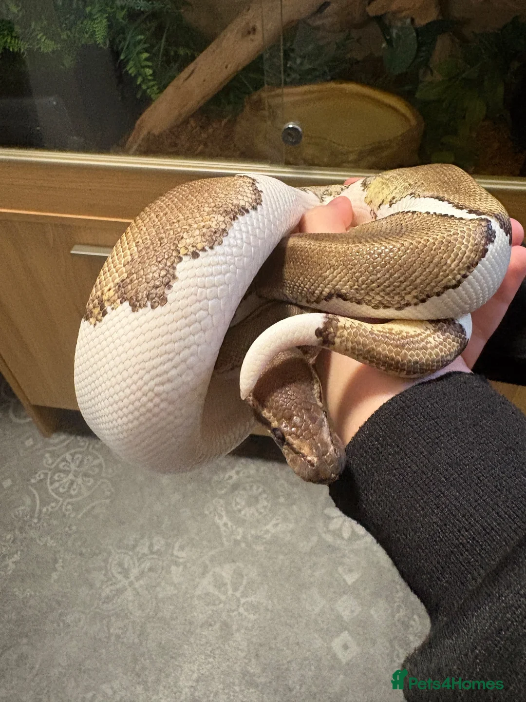Python Snake reptiles for sale: Mojave Pied and Enclosure in Waterlooville - Advert 2