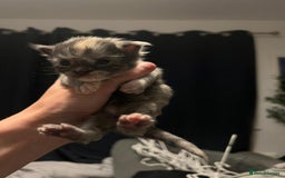 Maine Coon cats for sale: Stunning championship Maine coons for sale - Image 9