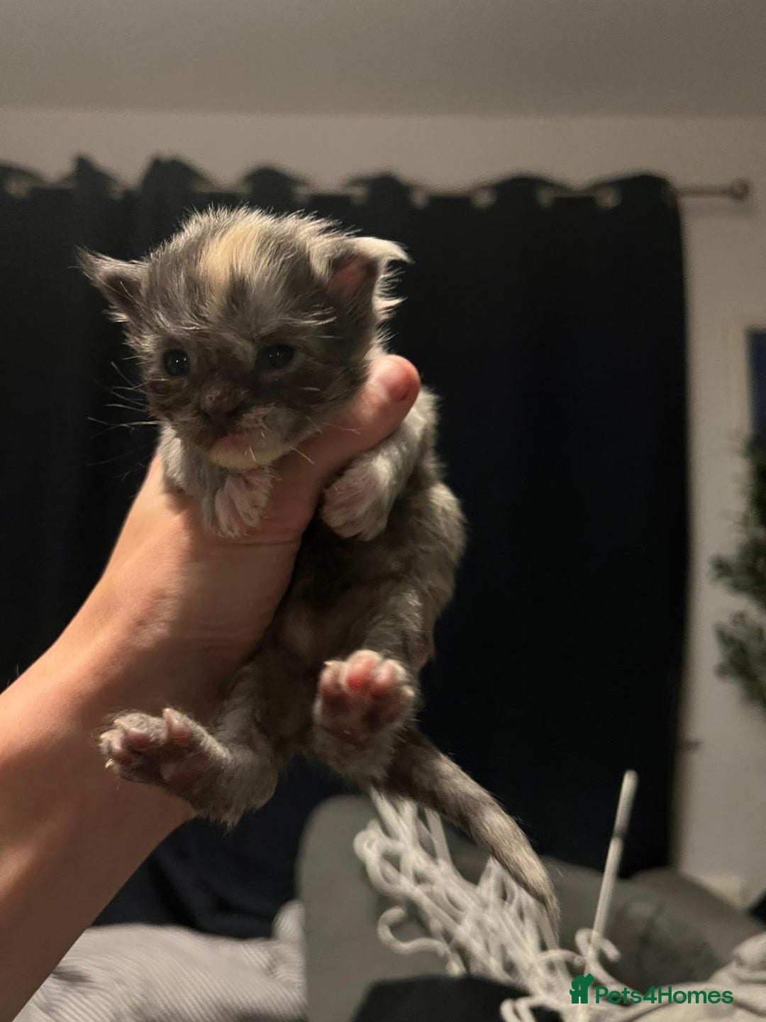 Maine Coon cats for sale: Stunning championship Maine coons for sale - Image 9