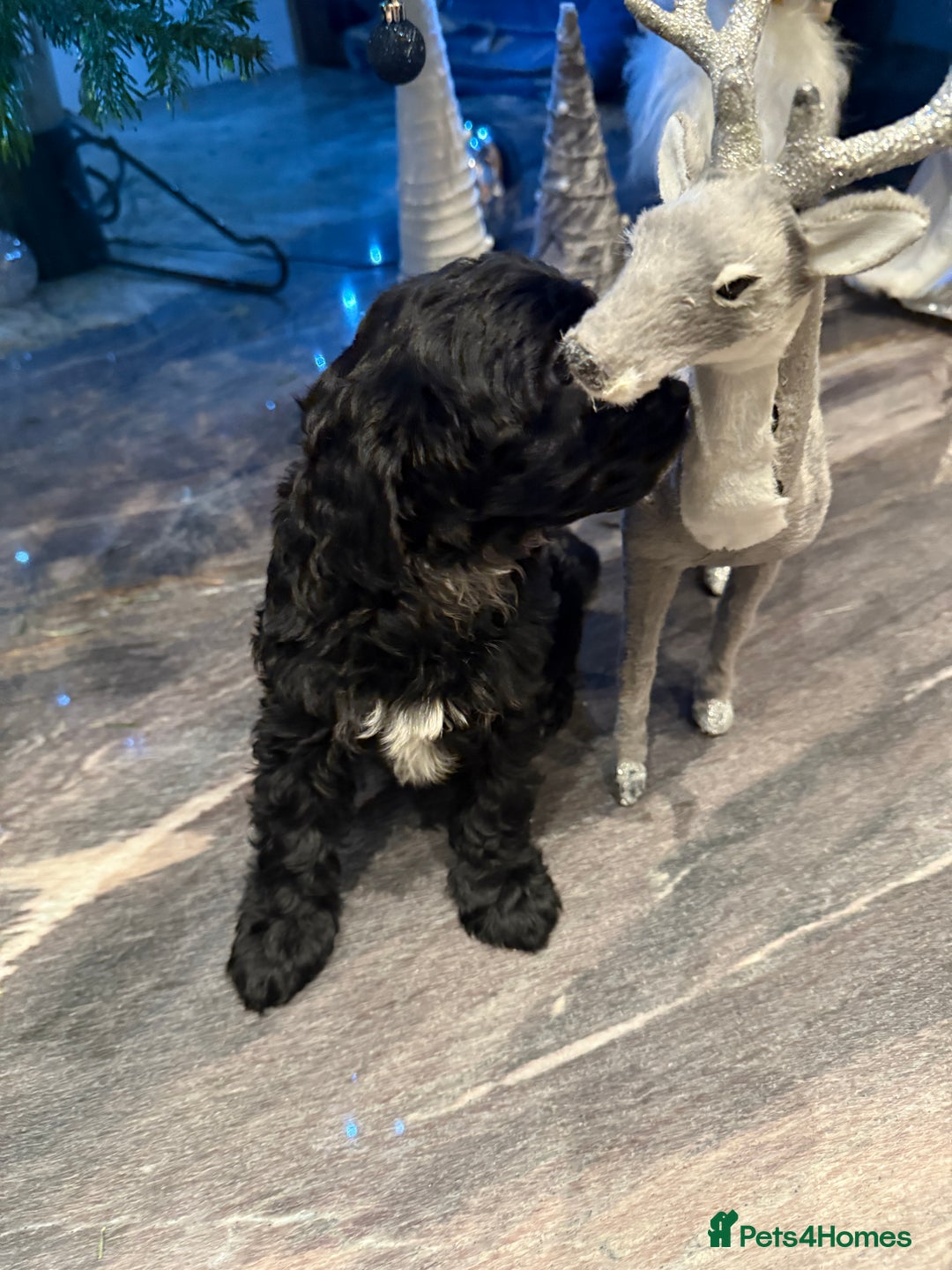 Cockapoo dogs for sale: Beautiful Cockapoo miniature (toy) black, tuxedo - Advert 12