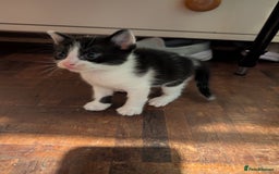 Mixed Breed cats for sale: Gorgeous kittens Cute bundles of mischief - Image 6