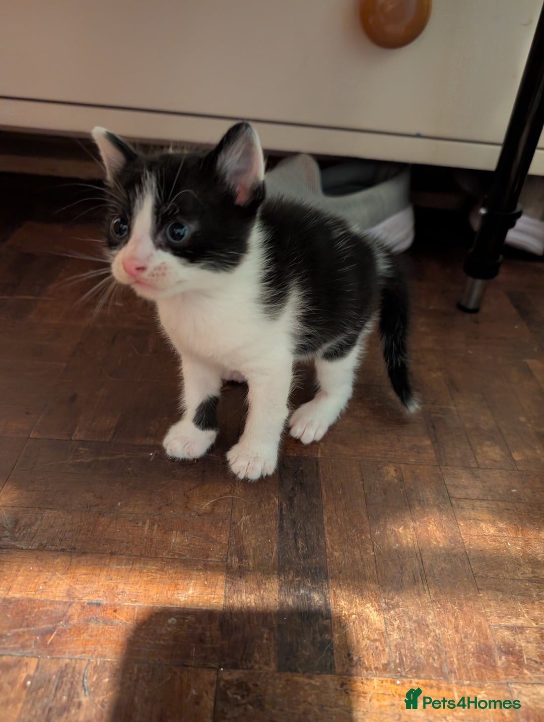 Mixed Breed cats for sale: Gorgeous kittens Cute bundles of mischief - Image 6