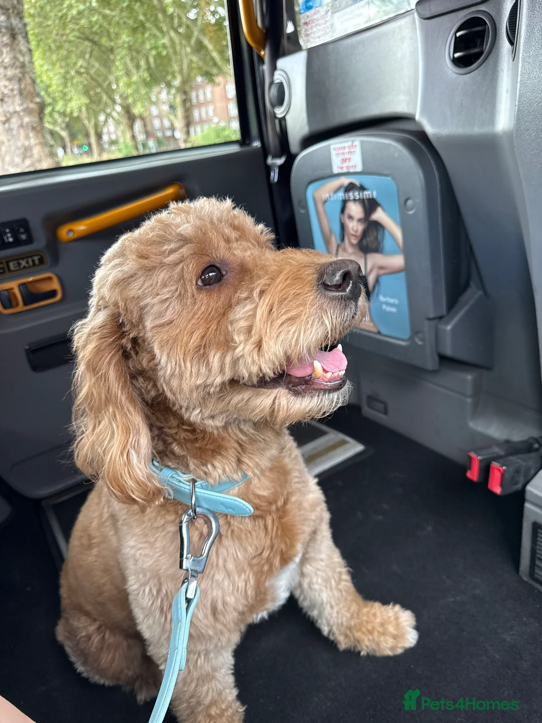 Goldendoodle dogs for stud: Proven Miniature Goldendoodle Stud – Noah 🐾 in London - Advert 20
