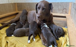 Labradoodle dogs for sale: Irresistible Labradoodles  - Image 5