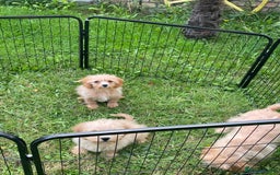 Cavapoo dogs for sale: Beautiful cavapoo puppies  - Image 12