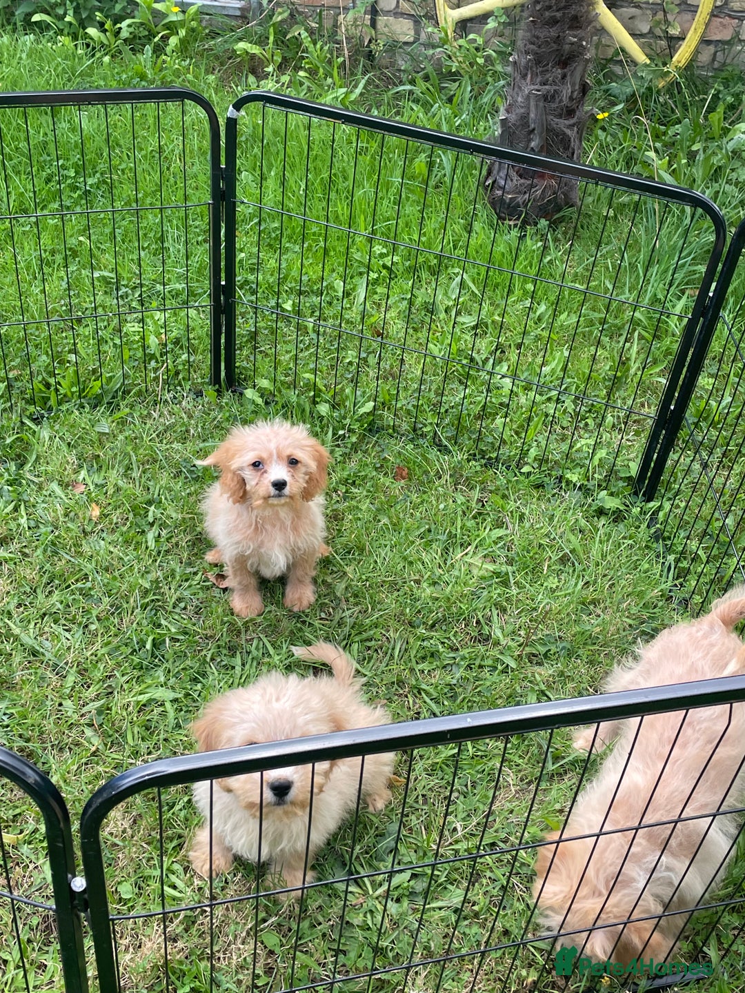 Cavapoo dogs for sale: Beautiful cavapoo puppies  - Image 12