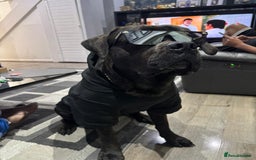 Cane Corso dogs for sale: Chunky Cane Corso Cross Pups – Ready Next Week! - Image 32