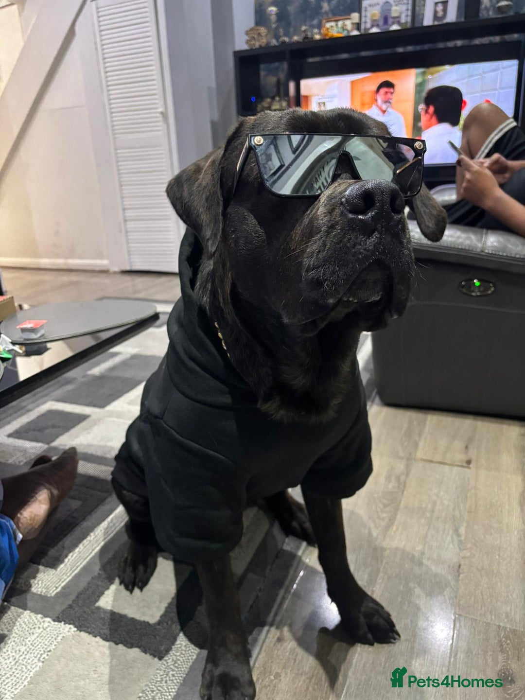 Cane Corso dogs for sale: Chunky Cane Corso Cross Pups – Ready Next Week! - Image 32