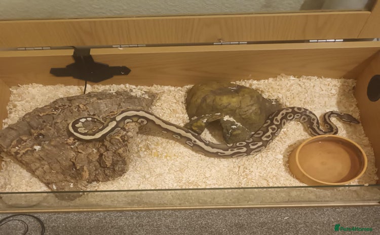 Python Snake reptiles - Advert 5