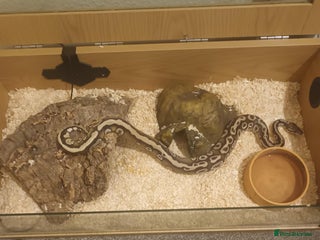 Python Snake reptiles - Advert 11