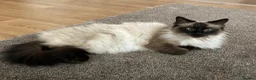 Ragdoll cats for sale: Beautiful fluffy Ragdoll kittens - Advert 8
