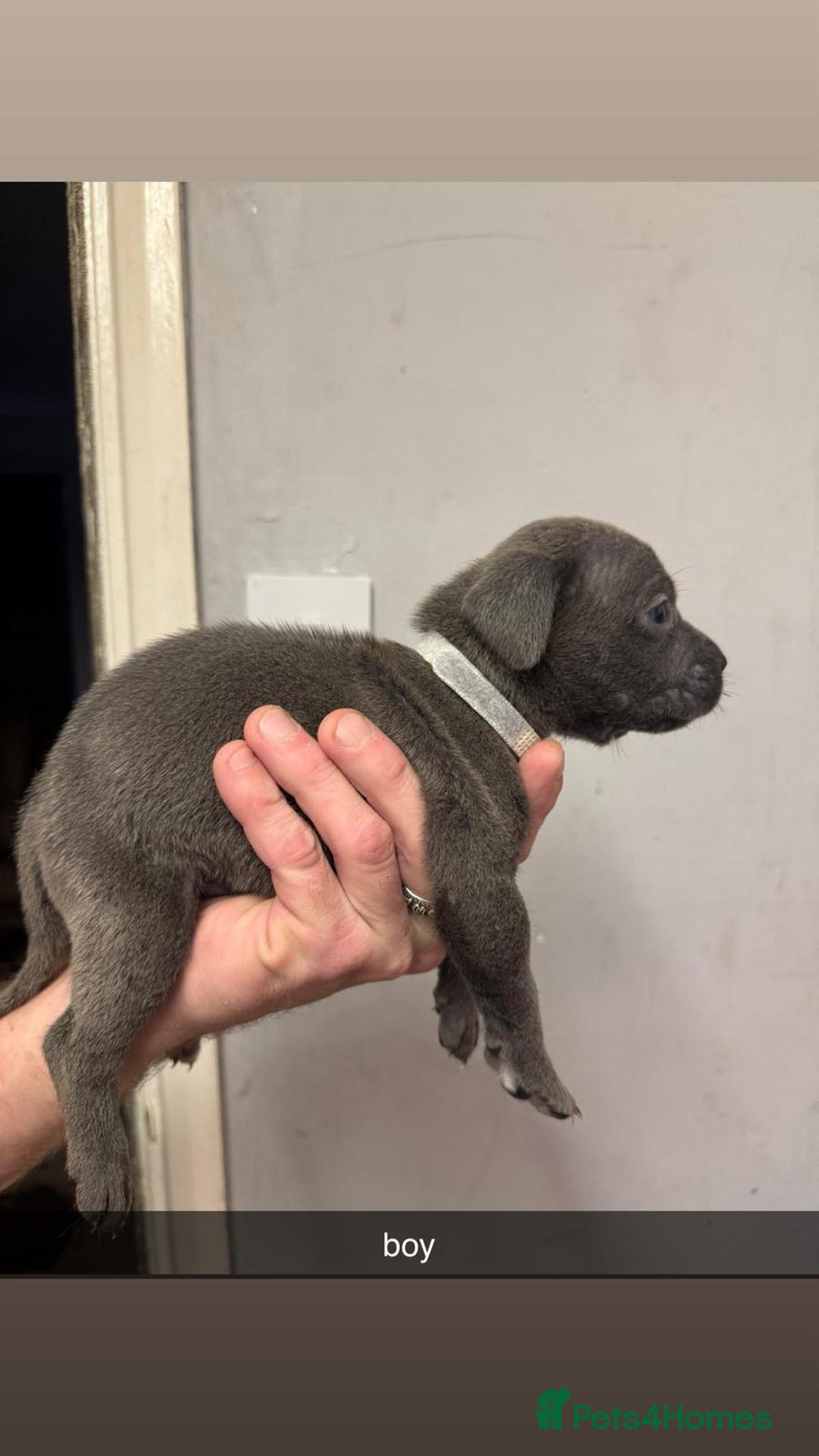 Cane Corso dogs for sale: 12 beautiful Blue cane corso pups - Image 3