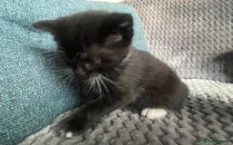 Mixed Breed cats for sale: KITTENS FOR SALE - Image 3