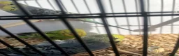 Budgerigars birds for sale: Stunning mutations  - Advert 16