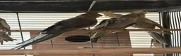 Mixed Breed birds for sale: Baby Cocatiel birds and budgies - Advert 10