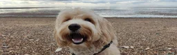 Cockapoo dogs for stud: Mating in Saffron Walden - Advert 1