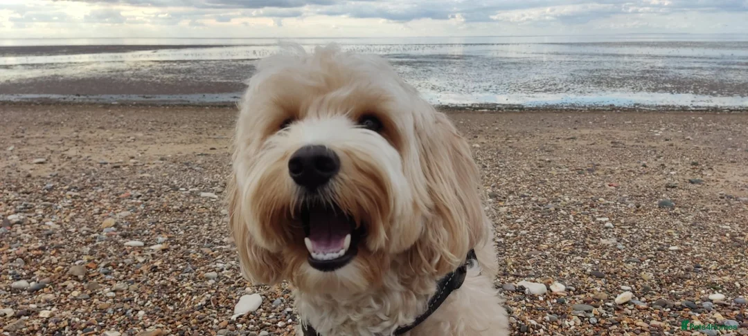 Cockapoo dogs for stud: Mating in Saffron Walden - Advert 1