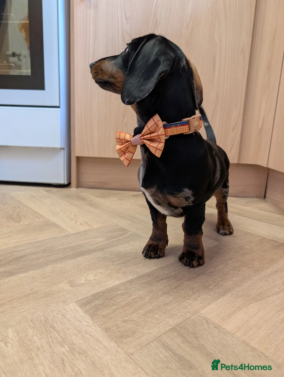 Miniature Dachshund dogs for sale: Frankie dapple miniature dashound  - Advert 7