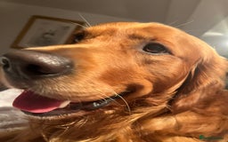 Golden Retriever dogs for stud: Handsome, Proven Fully health tested   DNA clear  - Advert 11