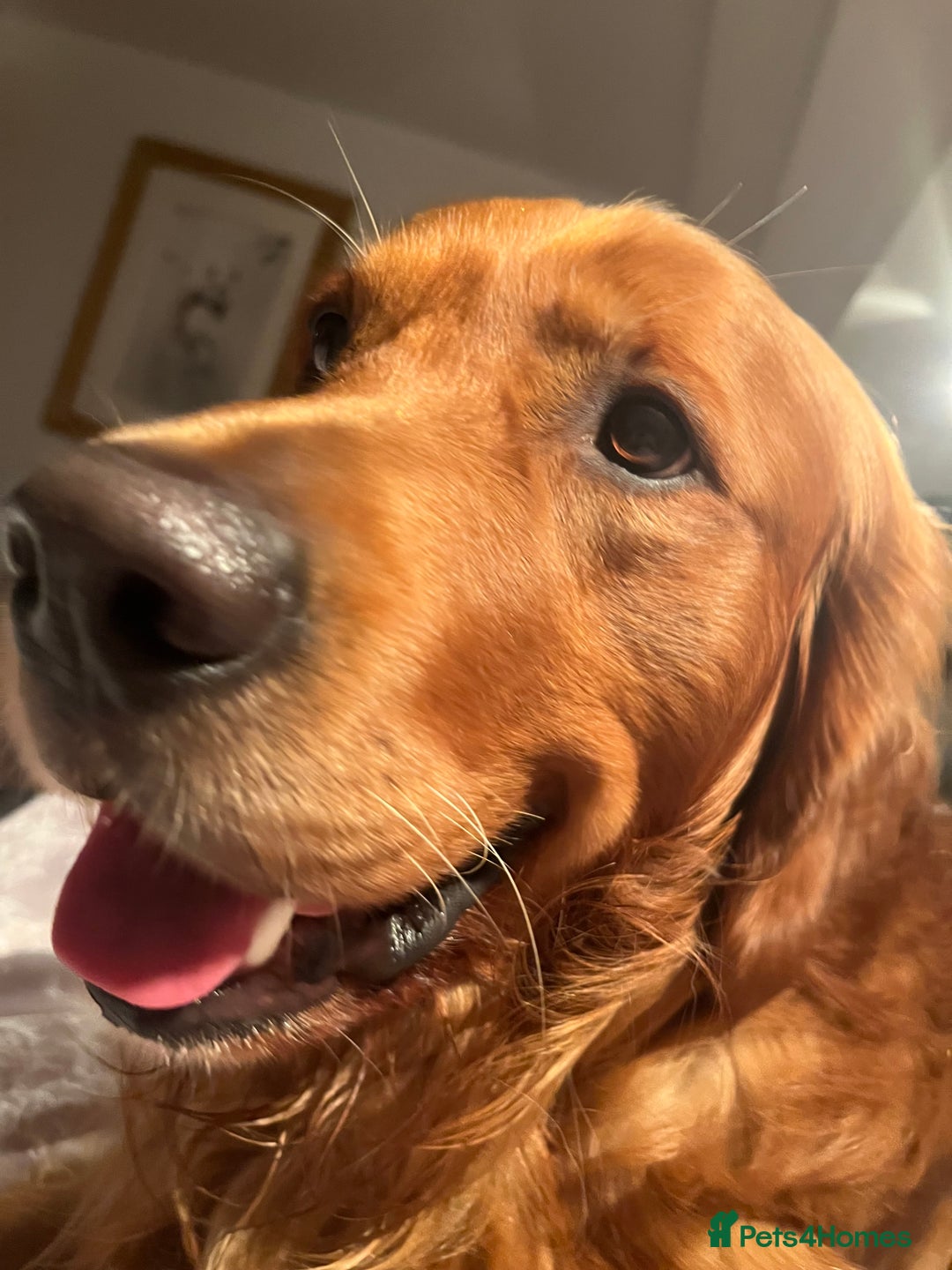 Golden Retriever dogs for stud: Handsome, Proven Fully health tested   DNA clear  - Advert 11