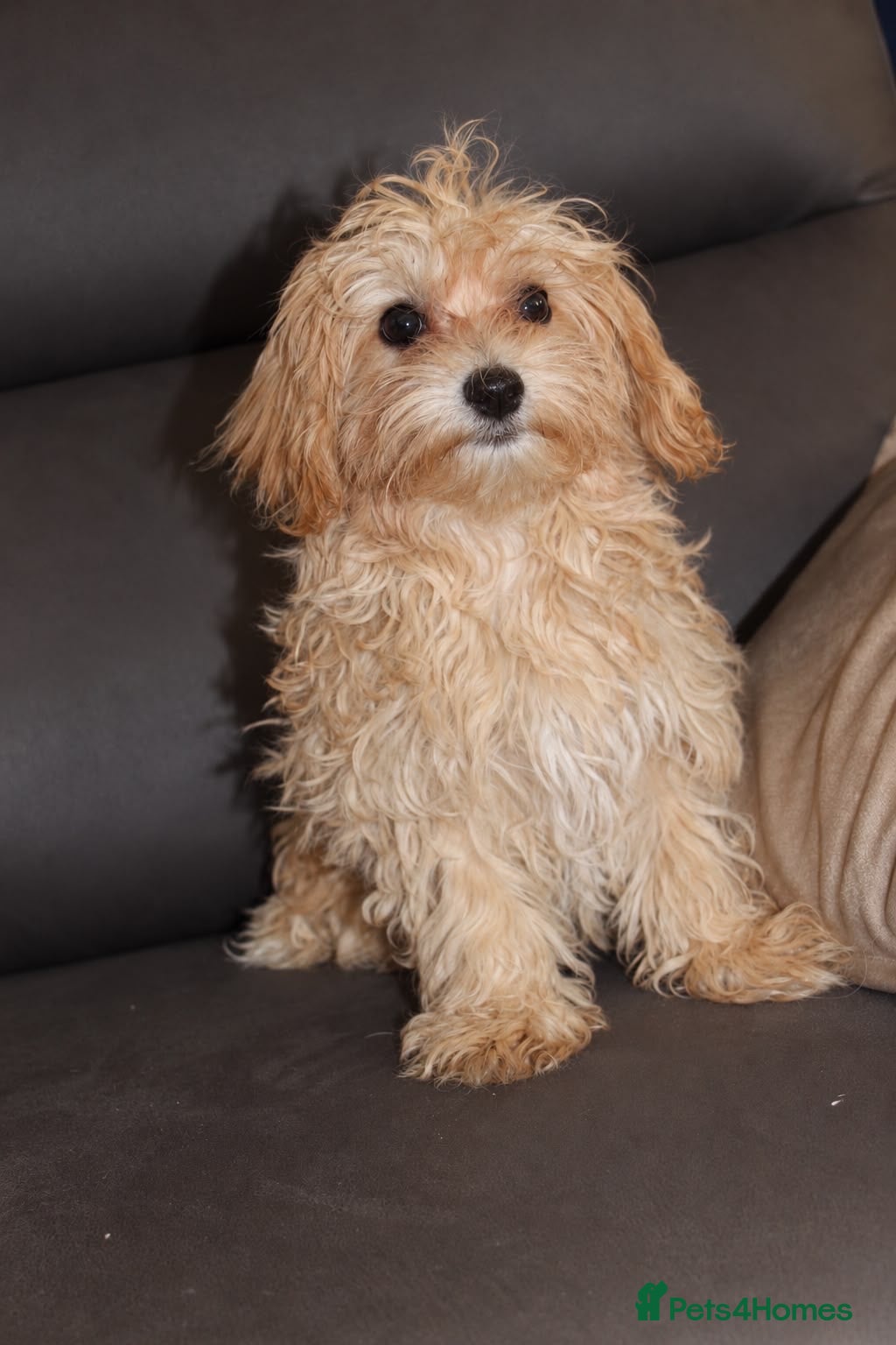 Maltipoo dogs  Beautiful Toy Maltipoo Girl F1 - Advert 10