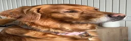 Golden Retriever dogs for sale: One Gorgeous Working Golden Retriever Puppy  in Wellington - Advert 20