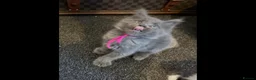 Maine Coon cats for sale: Xxl Maine coon kittens - Advert 6