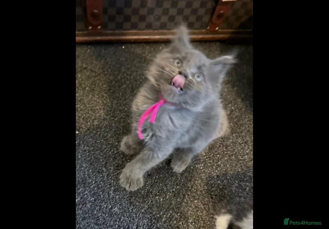 Maine Coon cats for sale: Xxl Maine coon kittens - Advert 11
