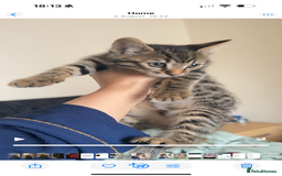 Bengal cats for sale: 2 stunning bengal kittens looking for their home - Image 2