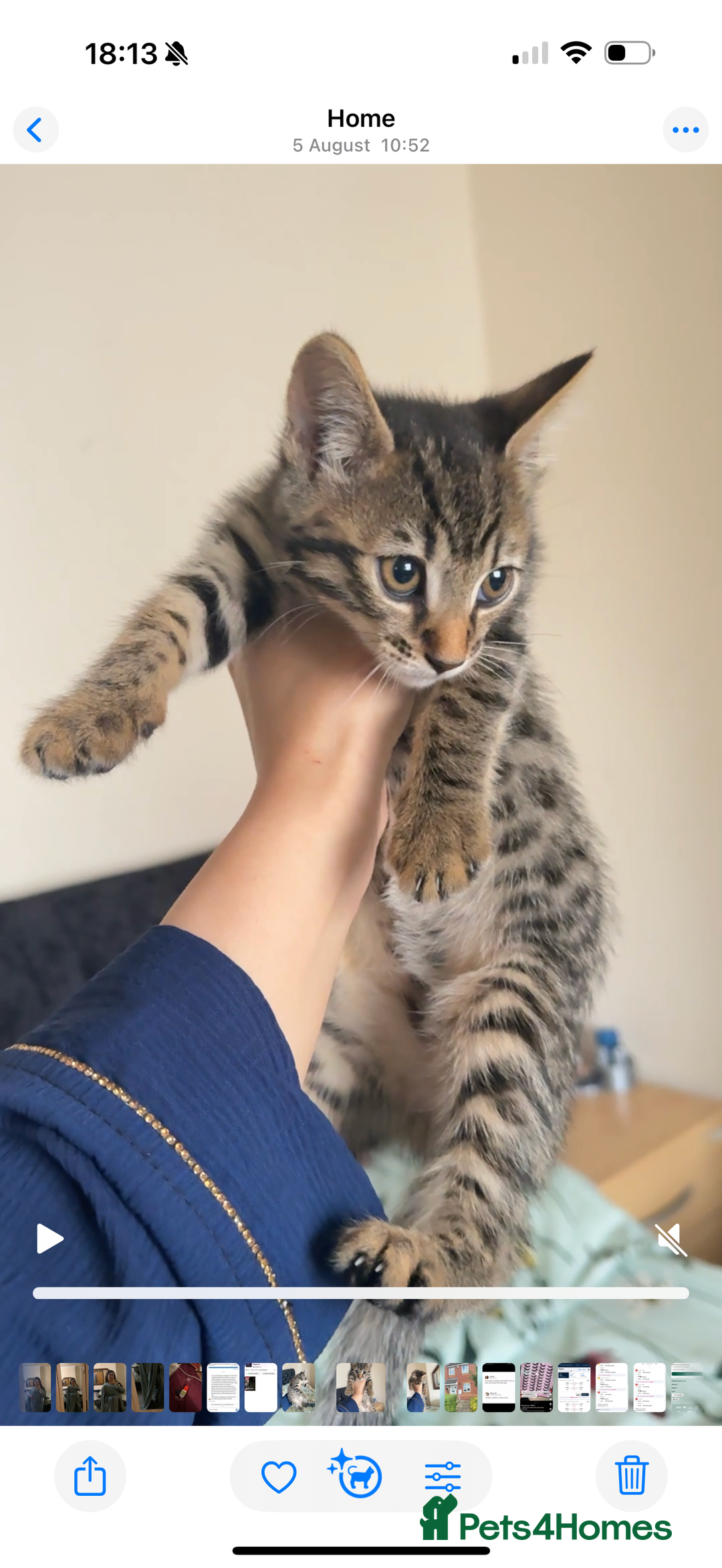 Bengal cats for sale: 2 stunning bengal kittens looking for their home - Image 2