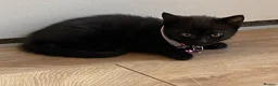 British Shorthair cats for sale: STUNNING BRITISH SHORTHAIR X DOM SHORTHAIR KITTENS - Advert 16