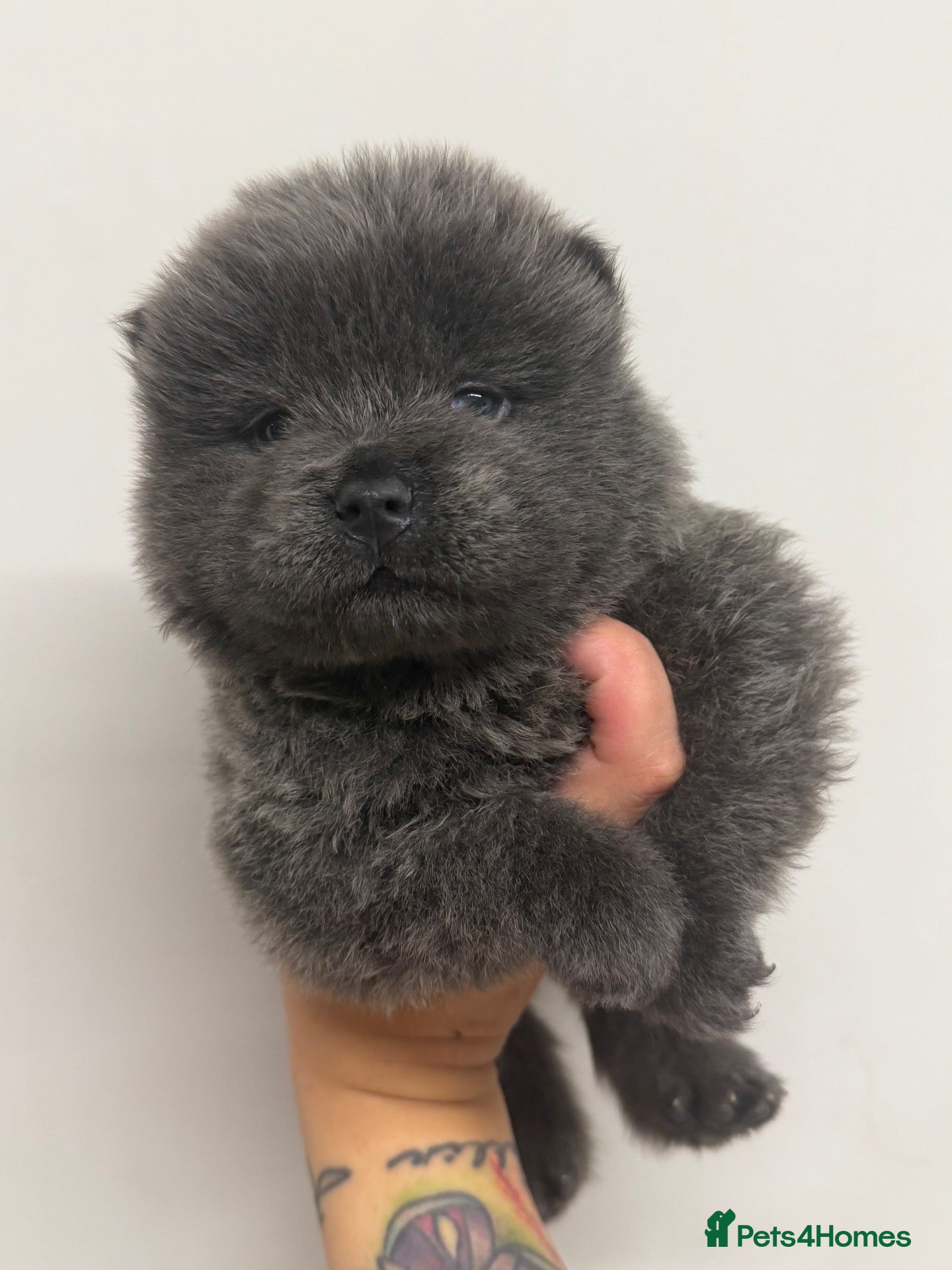 Chow Chow dogs Fluffy CHOW CHOWS - Advert 2