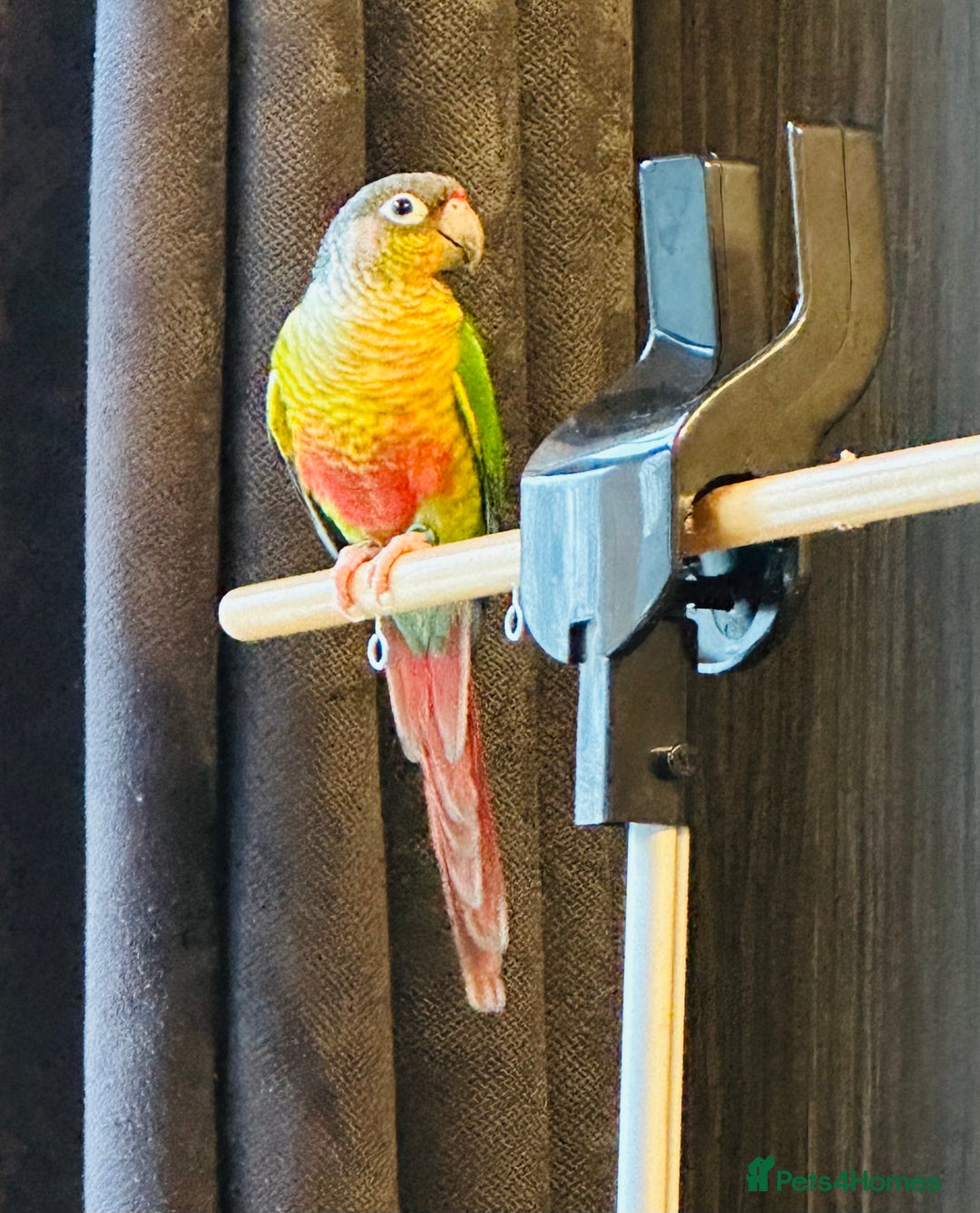 Conures birds for sale: Breading Pair of Green-Cheeked Conures Experienced - Advert 6