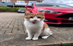 Domestic Shorthair cats for sale: Gorgeous Male Domestic Shorthair Tabby - Image 10