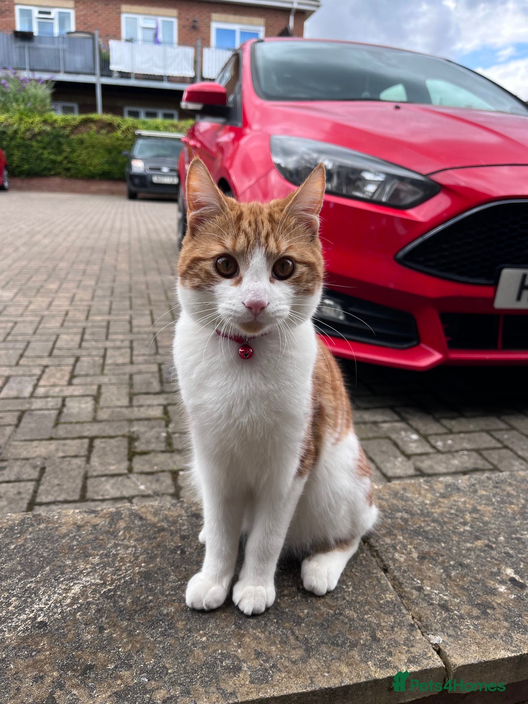 Domestic Shorthair cats for sale: Gorgeous Male Domestic Shorthair Tabby - Image 10