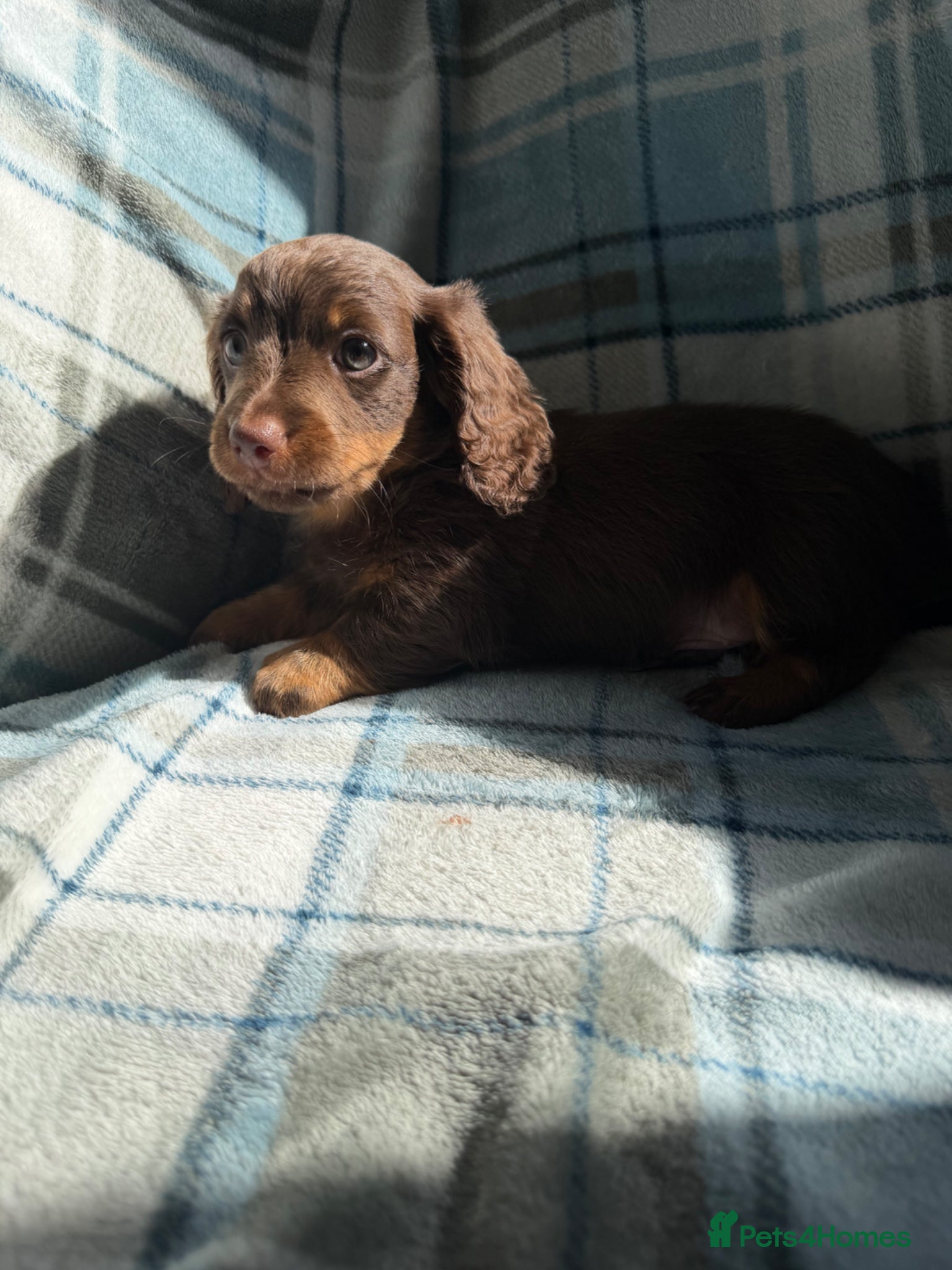 Dachshund dogs for sale: Miniature Dachshund Puppies  - Advert 8