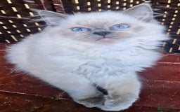 Ragdoll cats for sale: A Unique Ragdoll Kitten Waiting for a Loving home  - Image 7