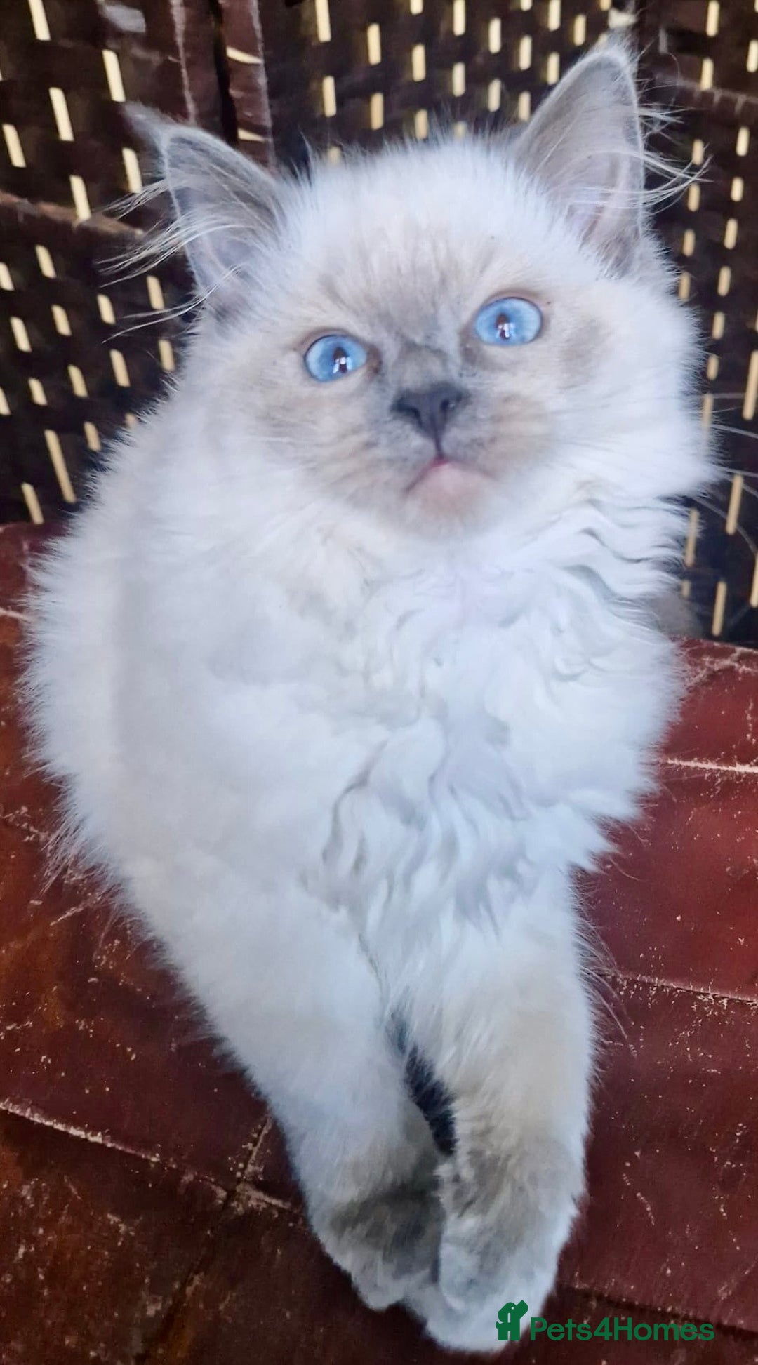 Ragdoll cats for sale: A Unique Ragdoll Kitten Waiting for a Loving home  - Image 7